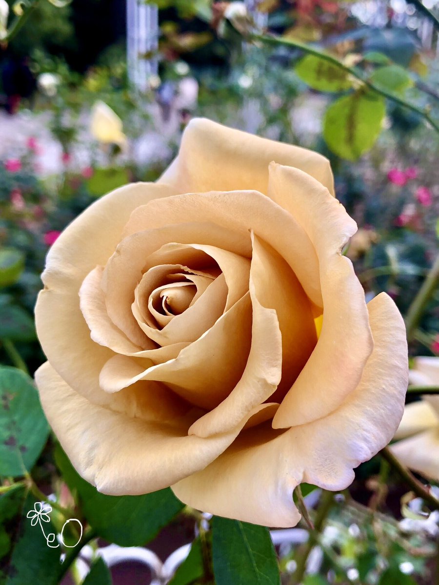 eO48544649's tweet image. こんばんは🌙✨
「バタースコッチ」
という名前の #薔薇 です🌹
ミルクティーのような落ち着いた色がとても印象的でした✨
Good evening. 🌌
This #rose is named “#butterscotch”.  The color was like tea with milk, and was impressive. 
#鶴舞公園 #バラ
#TLを花でいっぱいにしよう