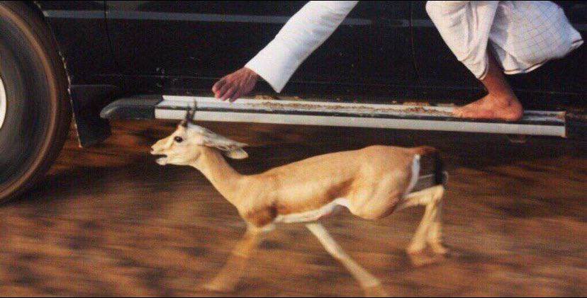 ما عاد لي بمطارد الصيد حاجة
« إلا غزالٍ صادني قبل أصيده ❣️»