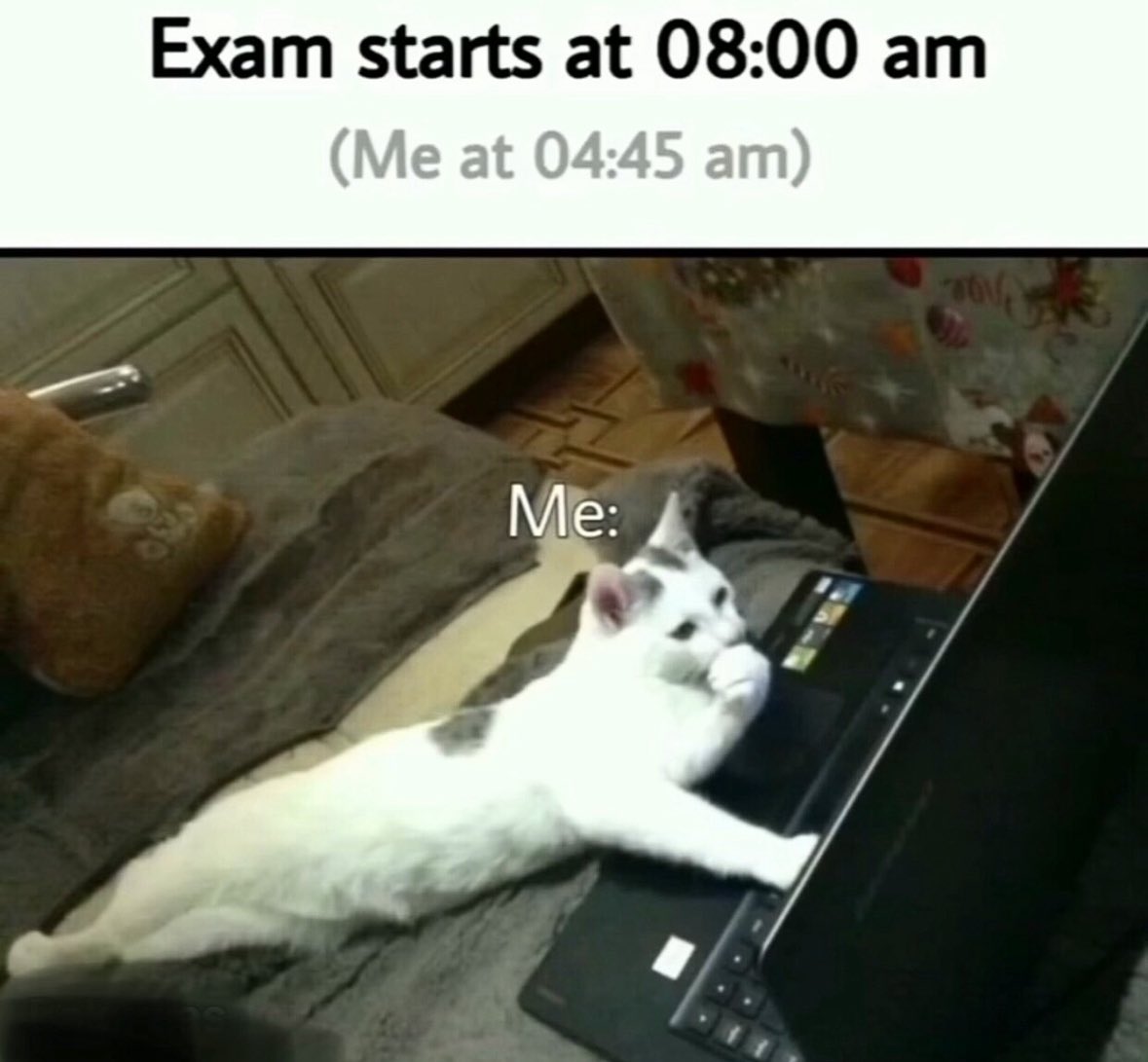 LiterallyMeCats tweet media