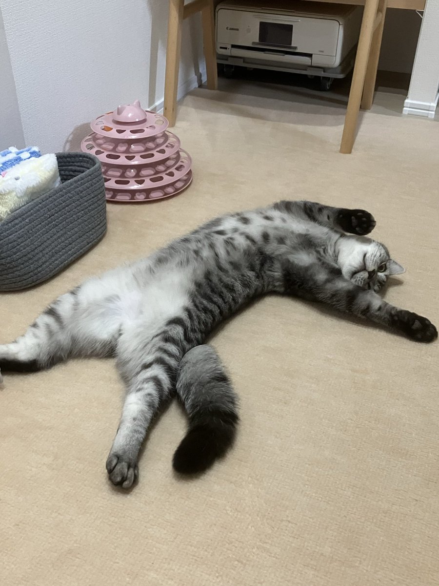 MarutoMoru102's tweet photo. 熟睡中💤
#猫　#猫のいる生活 https://t.co/oDo4VsvfEN