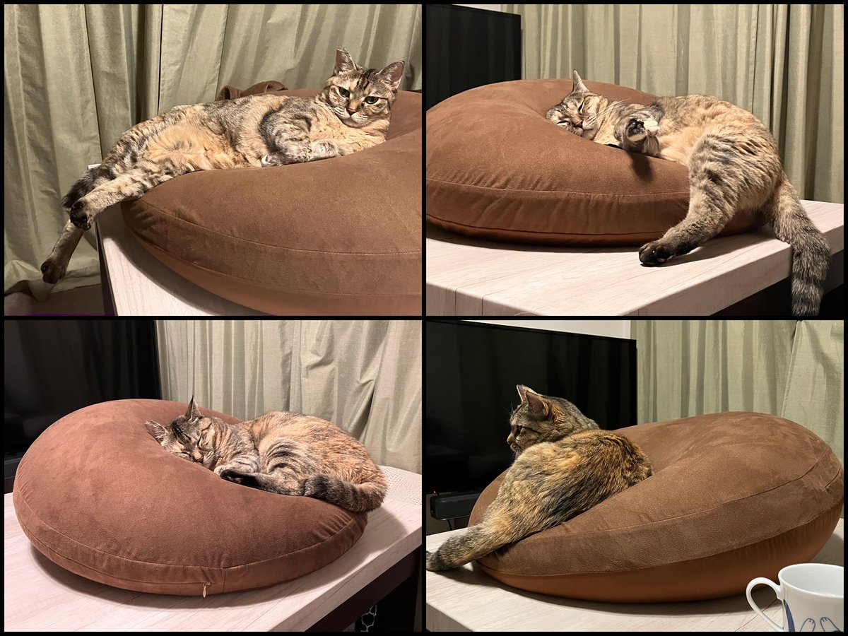 Jam or Pains.様 ぬいぐるみ 月猫 Jam or Pains.様 ぬいぐるみ 月猫