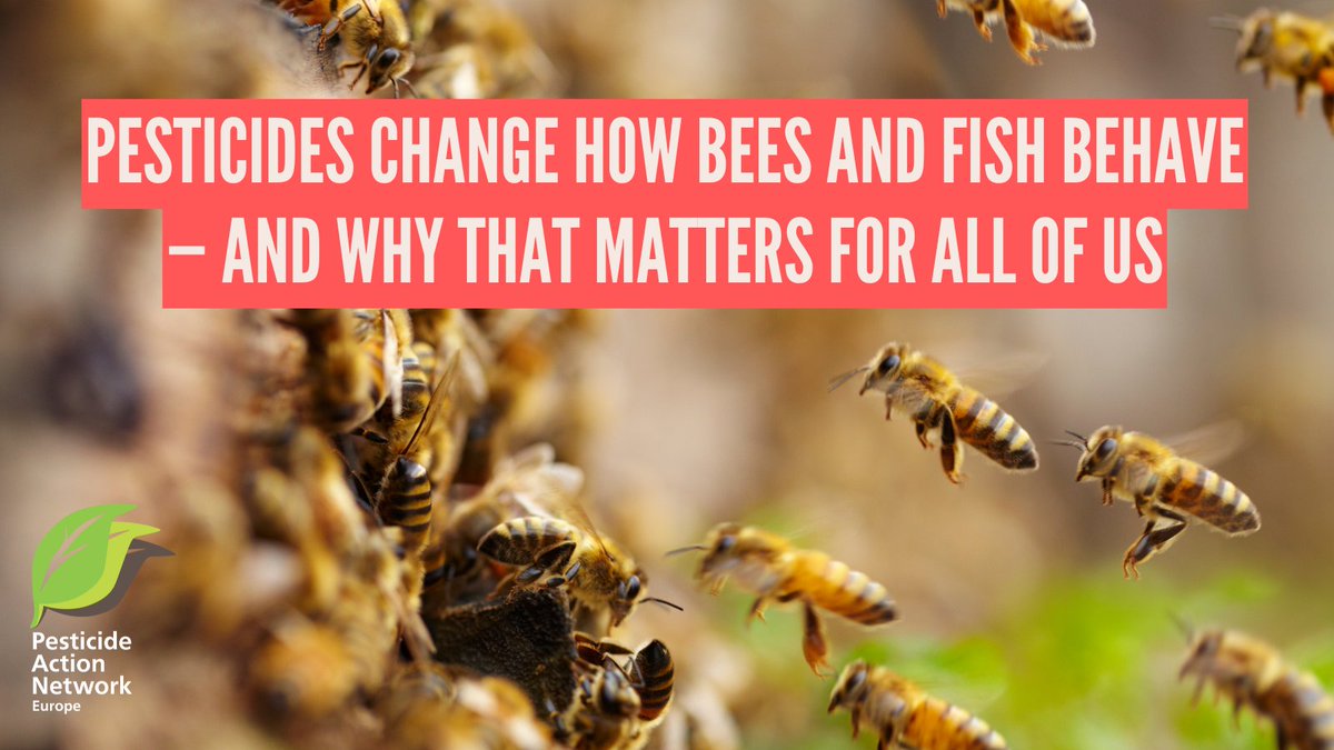 🐝 A new study from the German Helmholtz Centre for Environmental Research (UFZ) uncovers something troubling: even very small amounts of commonly used #pesticides can significantly change how bees and fish behave.
pan-europe.info/blog/pesticide…