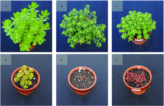 PPhenomics's tweet photo. We used multispectral imaging to phenotype leaf color change in Phedimus takesimensis and performed QTL analysis. Results suggest this method's potential for breeding greening plants. #MultispectralImaging #PlantBreeding
Details: https://t.co/4d4mzn1oex https://t.co/JzO66CuwZX