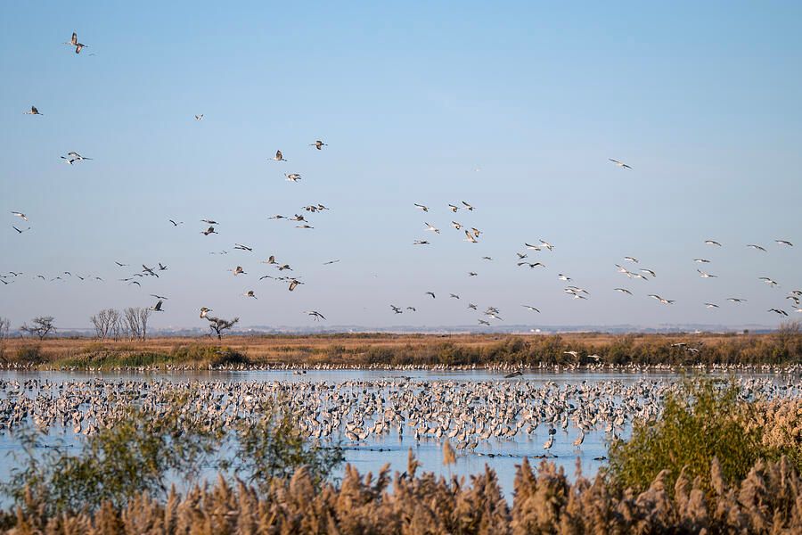 DebraMartz's tweet image. Flock of Cranes At the Wetlands by Debra Martz
Photographed at the Salt Plains National Wildlife Refuge in N Okla in November.

debra-martz.pixels.com/featured/flock…

#Sandhill #Cranes #flock #migration #inflight #many #birds #aves #avian #BirdLovers #featheredFriends #ornithology #BuyIntoArt