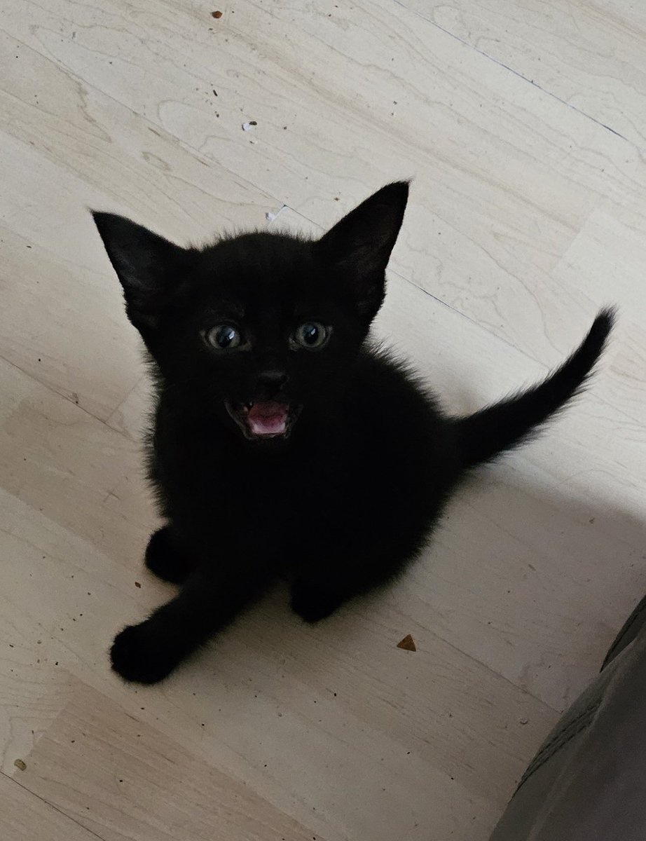 LilyRusty1's tweet image. ❤️🖤🩷 Introducing a new member of our kitty family. This little black beauty has been named 😍 Mia 😍 Rusty has been nice to her, Lily needs more time but she will be ok. 🩷🖤❤️

#CatsOfTwitter #Cat #cats