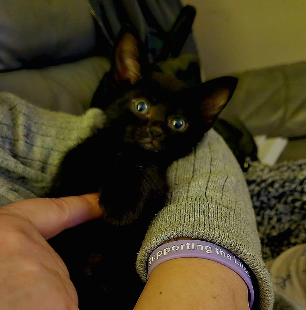 LilyRusty1's tweet image. ❤️🖤🩷 Introducing a new member of our kitty family. This little black beauty has been named 😍 Mia 😍 Rusty has been nice to her, Lily needs more time but she will be ok. 🩷🖤❤️

#CatsOfTwitter #Cat #cats