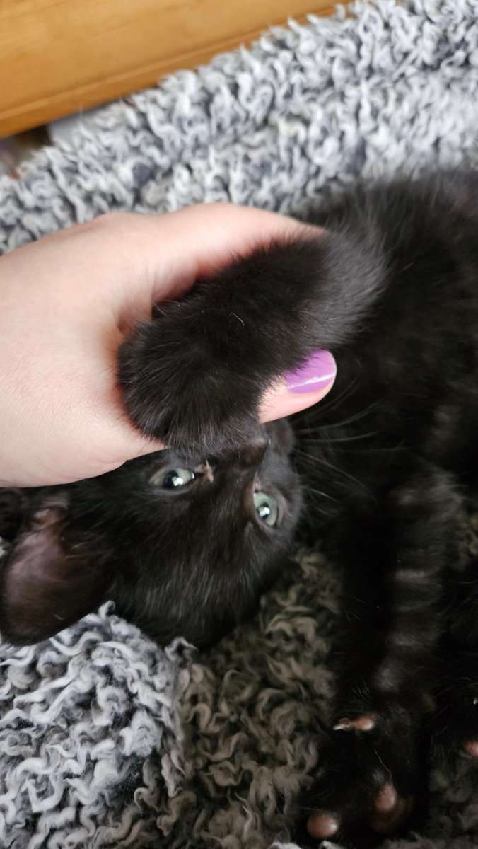LilyRusty1's tweet image. ❤️🖤🩷 Introducing a new member of our kitty family. This little black beauty has been named 😍 Mia 😍 Rusty has been nice to her, Lily needs more time but she will be ok. 🩷🖤❤️

#CatsOfTwitter #Cat #cats