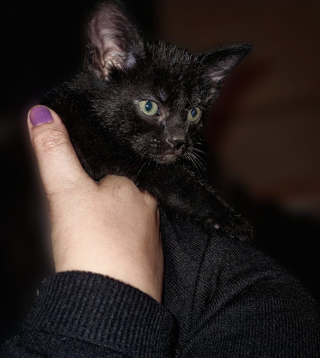 LilyRusty1's tweet image. ❤️🖤🩷 Introducing a new member of our kitty family. This little black beauty has been named 😍 Mia 😍 Rusty has been nice to her, Lily needs more time but she will be ok. 🩷🖤❤️

#CatsOfTwitter #Cat #cats