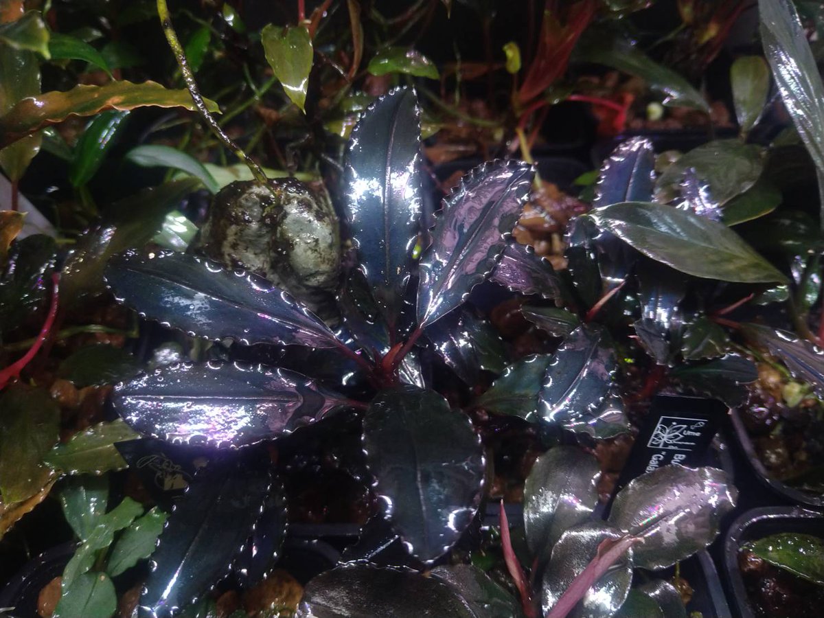 ぐっち tweet media