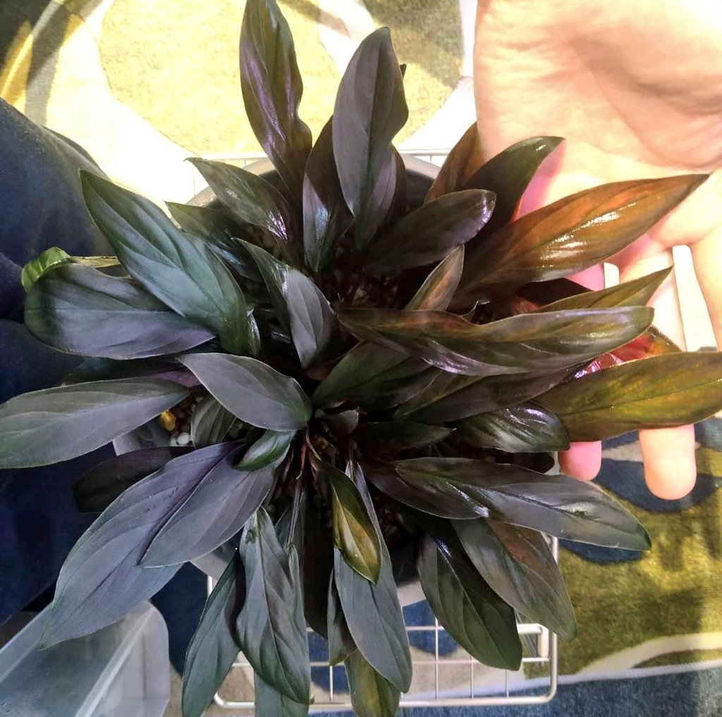 ぐっち tweet media