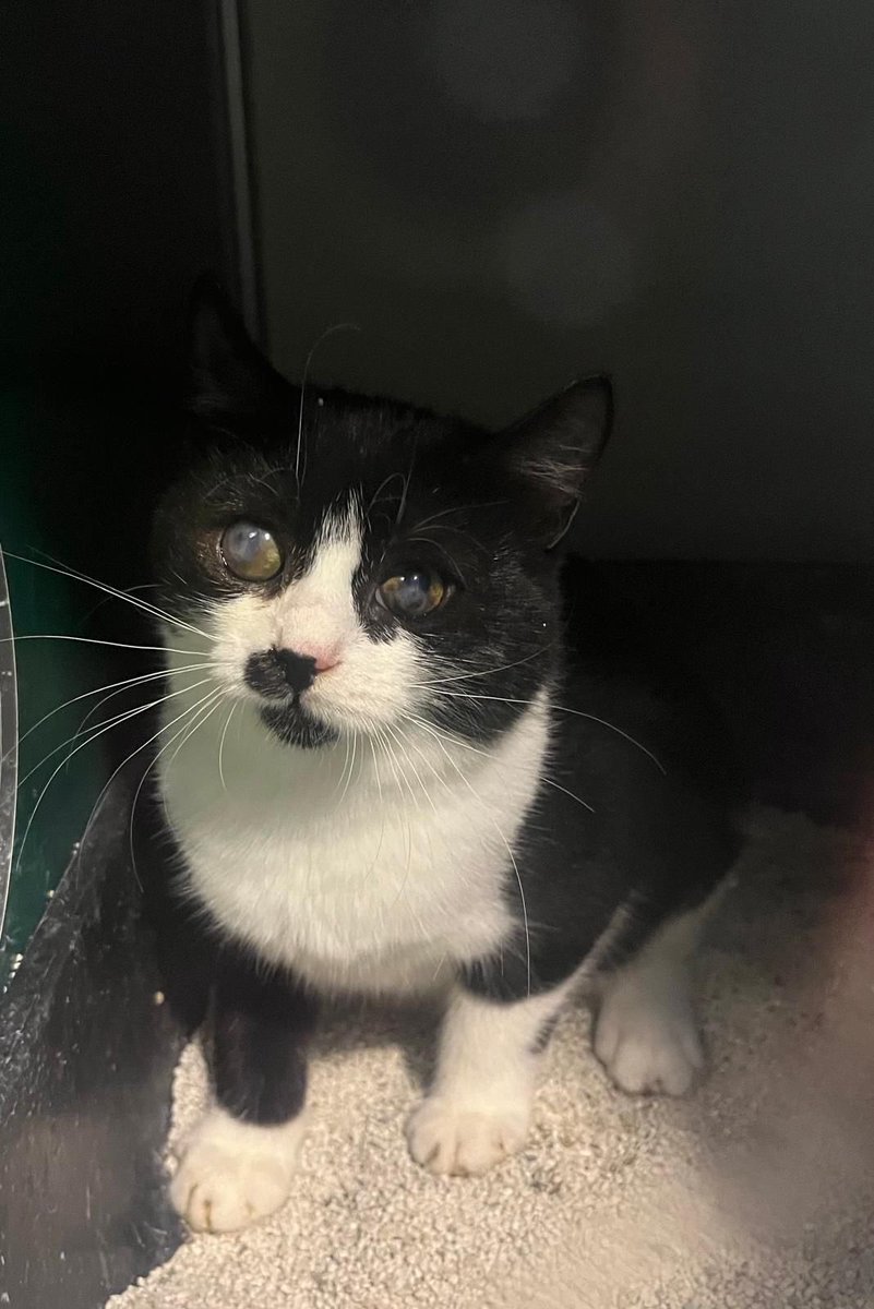 ⭐️Görme engelli bebeğe yuva arıyoruz. 
Bulan kişilerin bakma şansı yokmuş. Görmüyor, sokakta hayatta kalamaz. 3 aylık korkak dişi. Bu haliyle kabul edilip çok sevilmesini istiyoruz. 
Bu güzel kızın gözleri olur musunuz? 
📍Bursa (İstanbul’a getirilebilir)
📞 0553 202 39 88