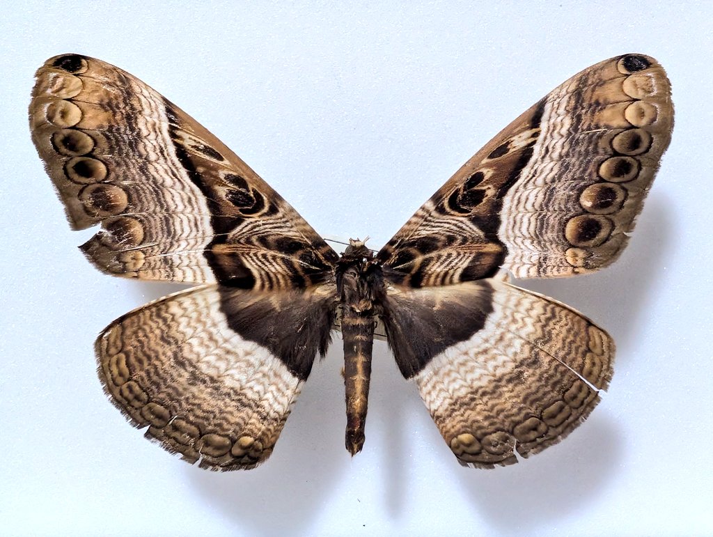 M0 (@mom0mom0mom0m00) / Posts / X