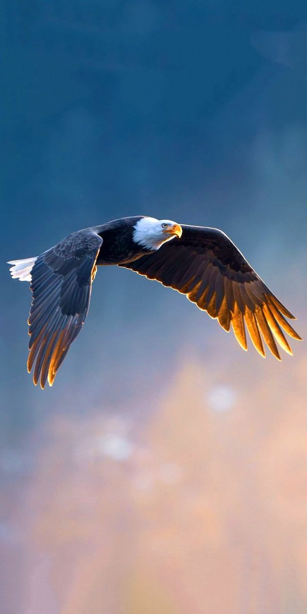 naturebeautyh's tweet image. Wings of determination, heart of a champion.