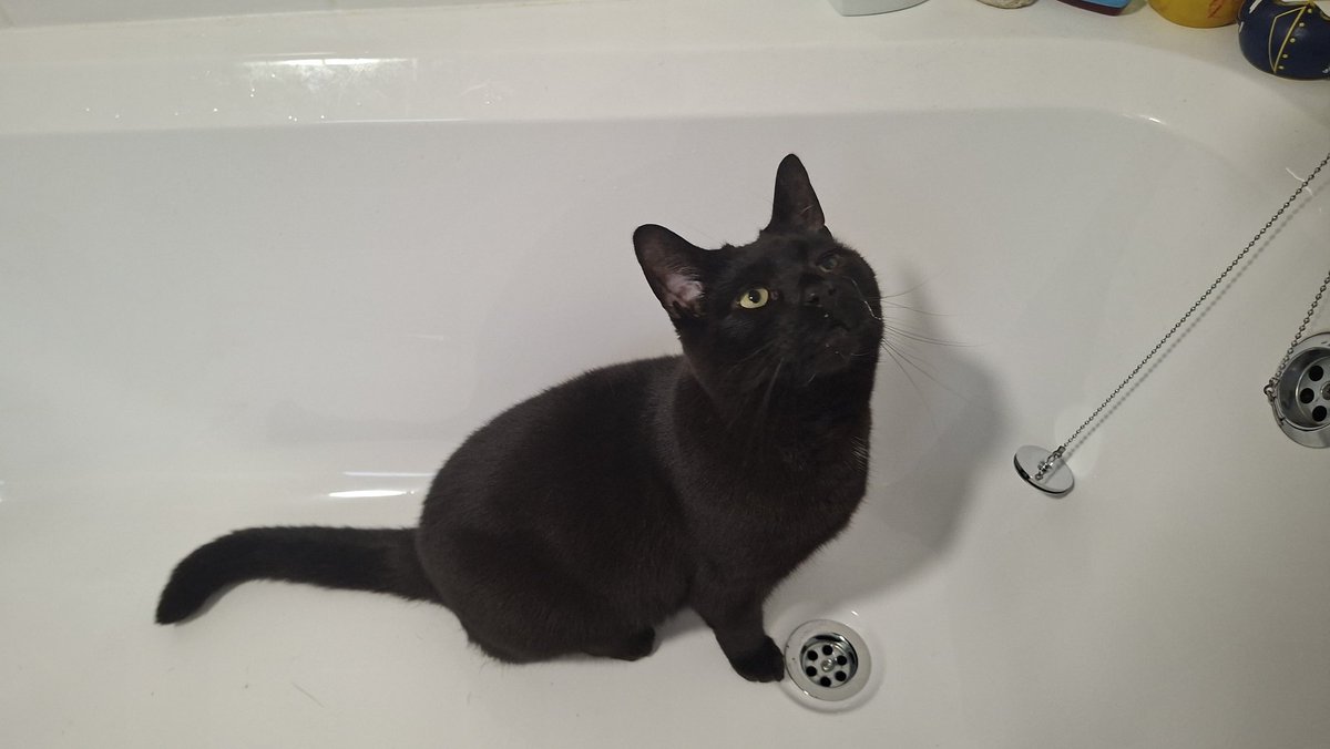 Because apparently the clean water in his bowl is just not up to scratch.