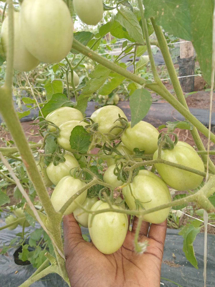 farmaggregateng's tweet image. Many people assume you need big land to farm. Not true.
A few containers, good soil, sunlight, and the right vegetables are enough to start a productive home garden.
We help families and individuals learn the basics of small-space food production with simple, practical steps.…