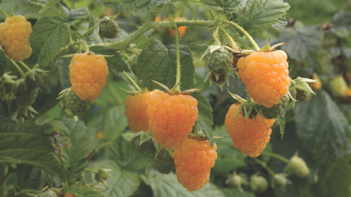 Thompson & Morgan tweet media