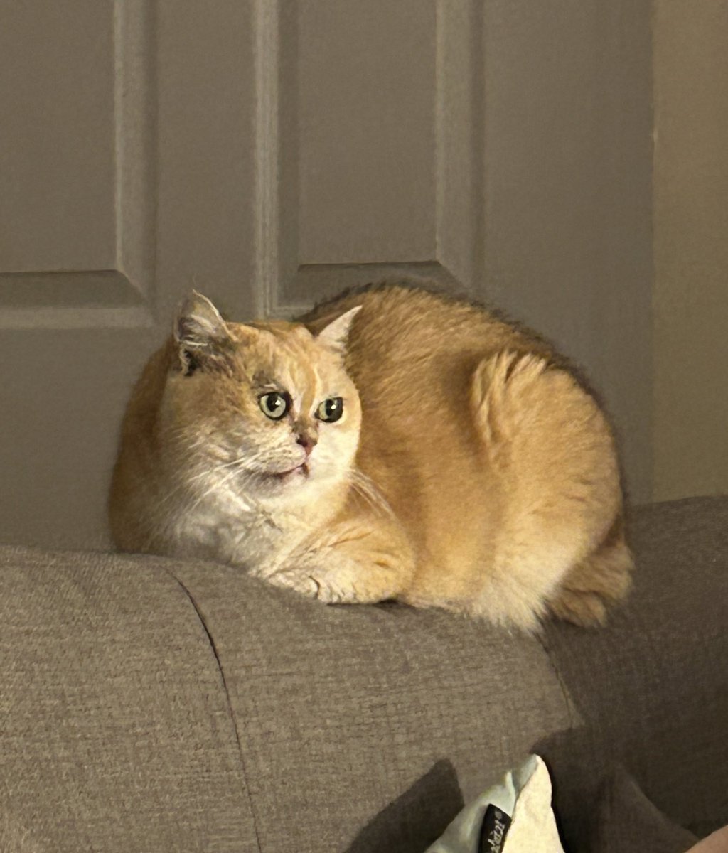 mimybug's tweet image. i had a dream that people were asking where mima is so hello sorry for being ia life is weird and so is mima