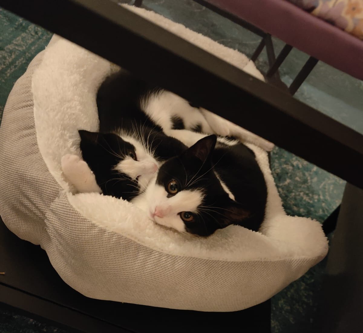 Speciaal voor <a href="/martouwehand/">mart ouwehand</a>: onze kleinkittens.