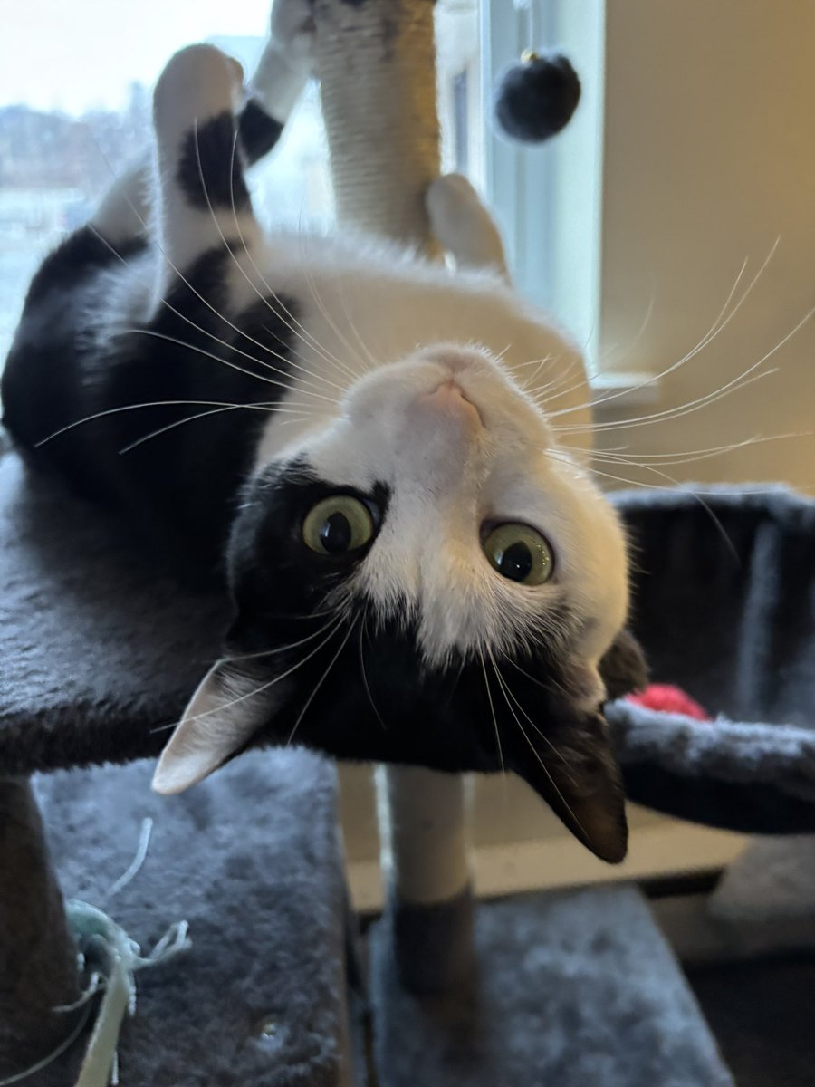 LindstheReader's tweet image. Look what I can do, hoomom!