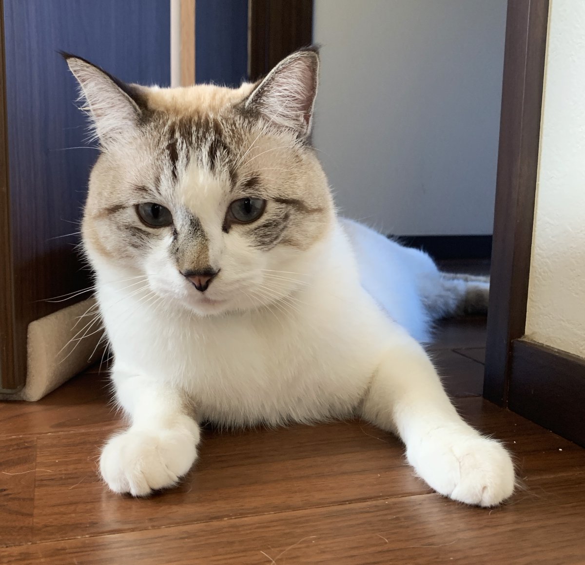 おはようございます😊 今日も宜しくお願い致します😺😺😺