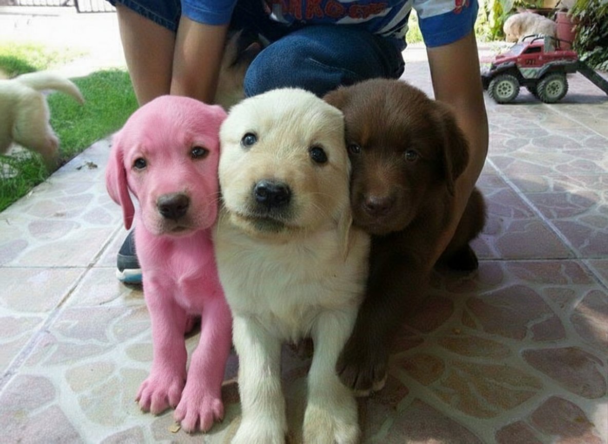 tortadefrango67's tweet image. cachorrinhos sabor napolitano