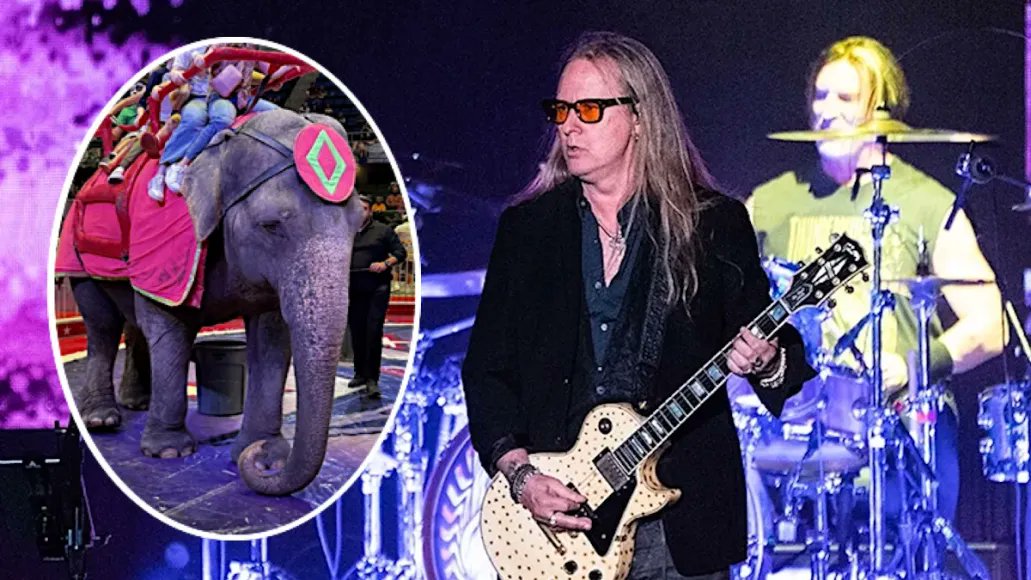 consequence's tweet image. PETA asks Alice in Chains to change band name to help save circus elephant → cons.lv/VuEmeI