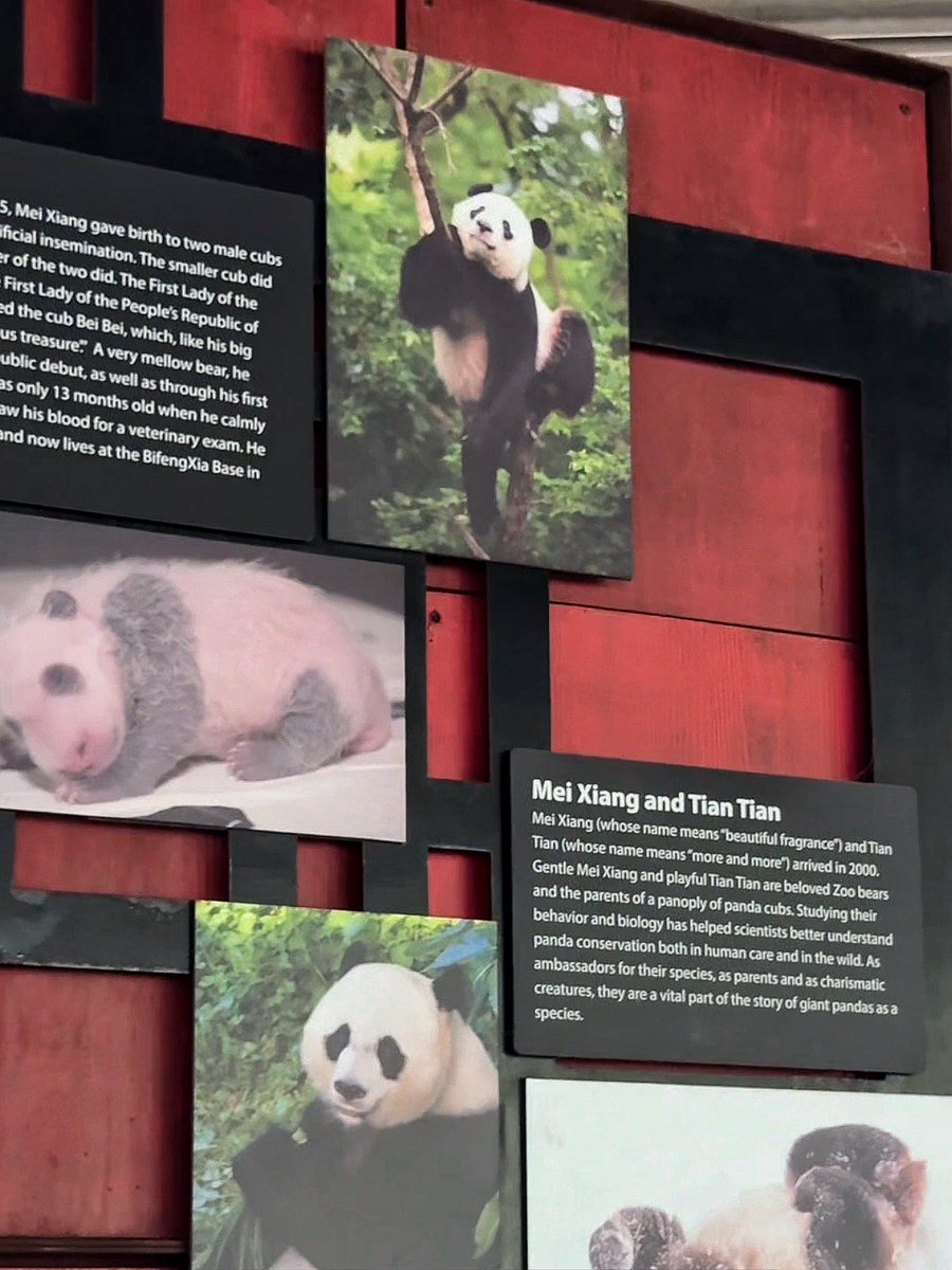 ms_m1007's tweet image. 来合照😉
#zoo #panda #ootd #asiangirl