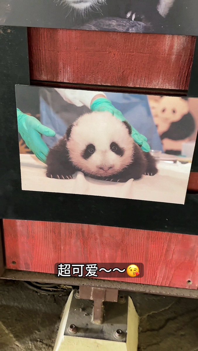 ms_m1007's tweet image. 来合照😉
#zoo #panda #ootd #asiangirl