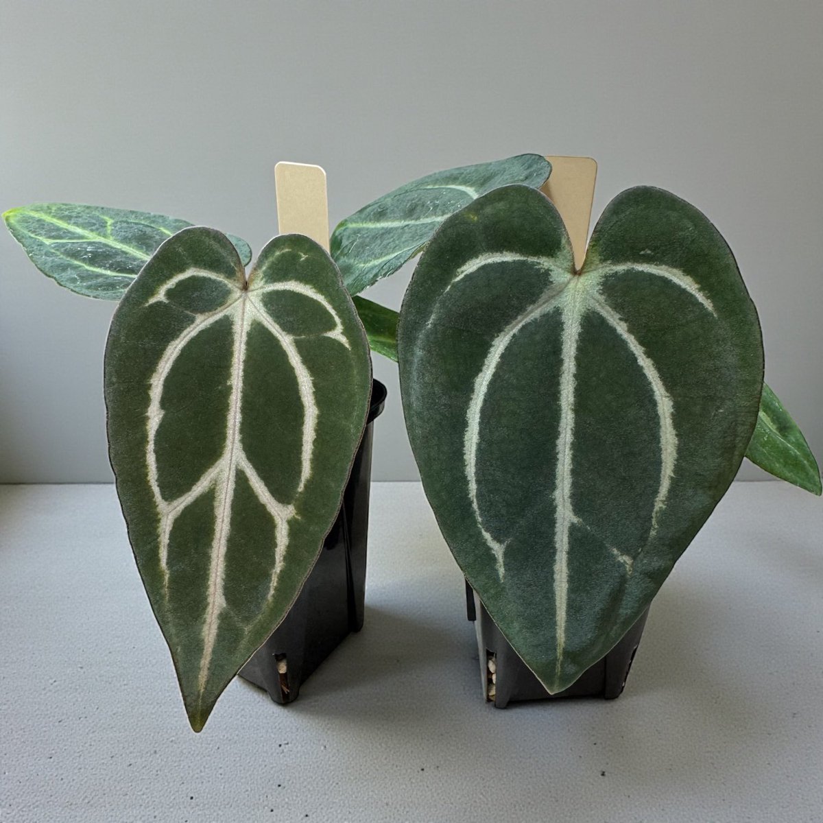 ぽん（acu's forest） (@acupom219) / Posts / X