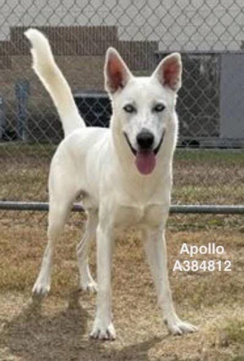 🆘APOLLO #A384812 needs us!
Adorable 3yo Husky adopted 11/8 &amp; already dumped @ Corpus Christi AC
On TODAY’S 12/1 KILL LIST‼️
👩🏻‍🤝‍👨🏽friendly &amp; dreaming of a ❤️ 👨‍👩‍👧‍👦
Best if there are no🐈s but will make a great single pet
Plz PLEDGE
#RESCUE
#FOSTER
#ADOPT furever
He’s a doll!