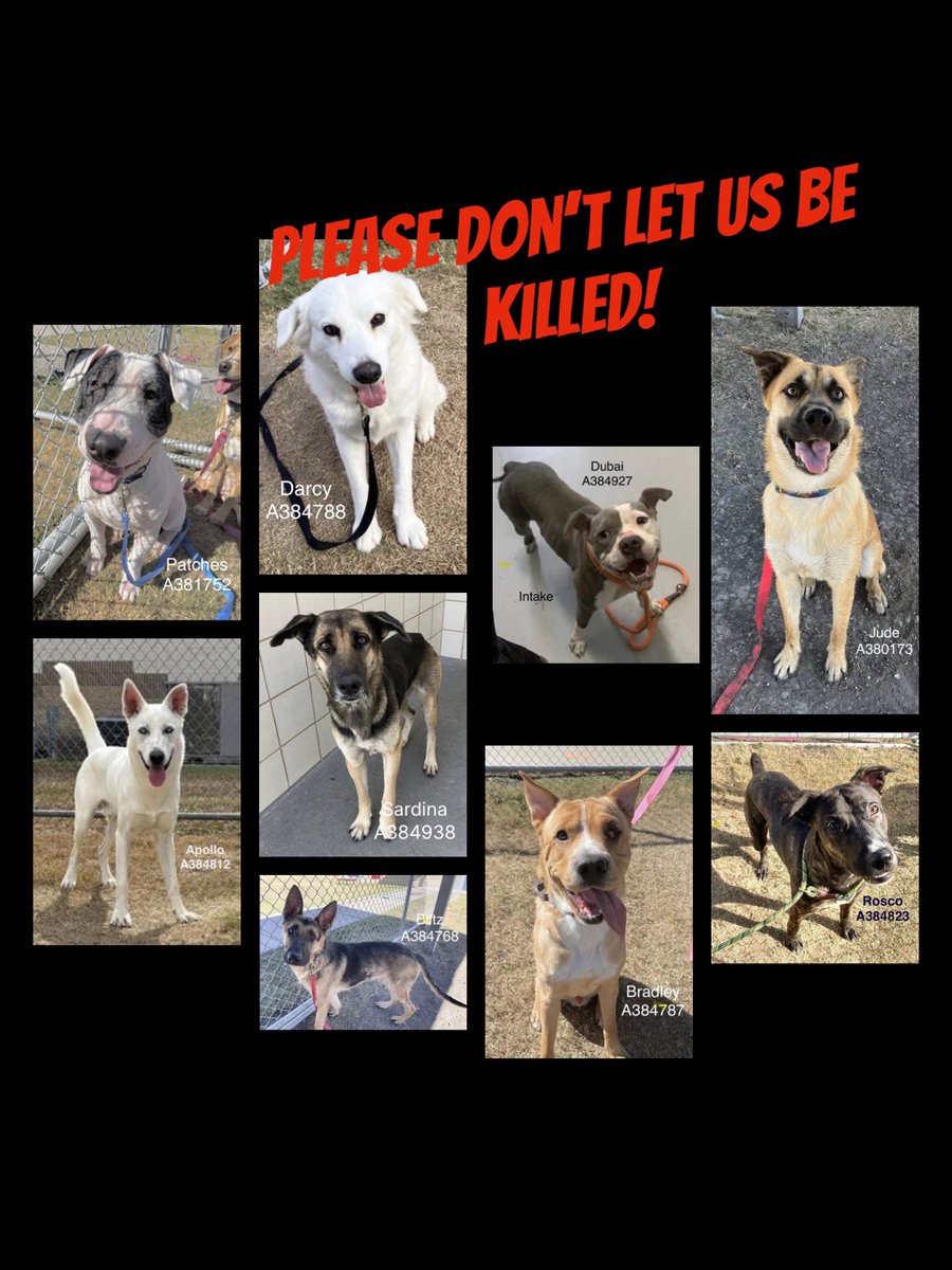 🆘🆘‼️10 😇s at high risk‼️
PATCHES #A381752
DARCY #A384788
DUBAI #A384927
JUDE #A380173
APOLLO #A384812
SARDINA #A384938
BLITZ #A384768
BRADLEY #A384787
ROSCO #A384823
Corpus Christi AC can kill them today‼️
PLEDGE
#RESCUE
#ADOPT
‼️URGENT‼️
Be4 it’s 2 late 4 them!