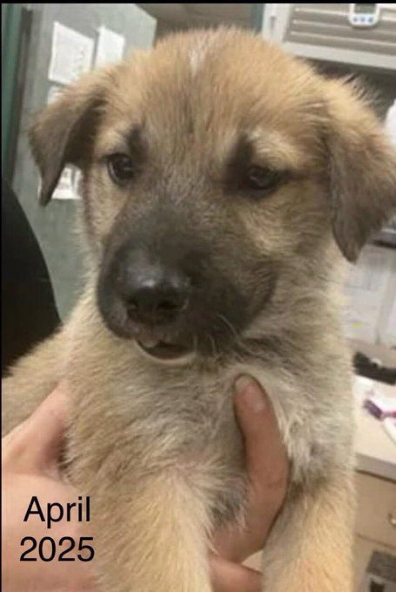 🆘How can Corpus Christi AC even consider killing a 9mo old pup like JUDE #A380173 TODAY 12/1⁉️
Adopted in April from a litter of GSDs &amp; dumped by uncaring owner!
GREAT boy who loves both👩🏻‍🤝‍👨🏽&amp; other🐕s!
So playful &amp; friendly
Adores attention
PLEDGE
#RESCUE
#ADOPT
An ideal pet‼️