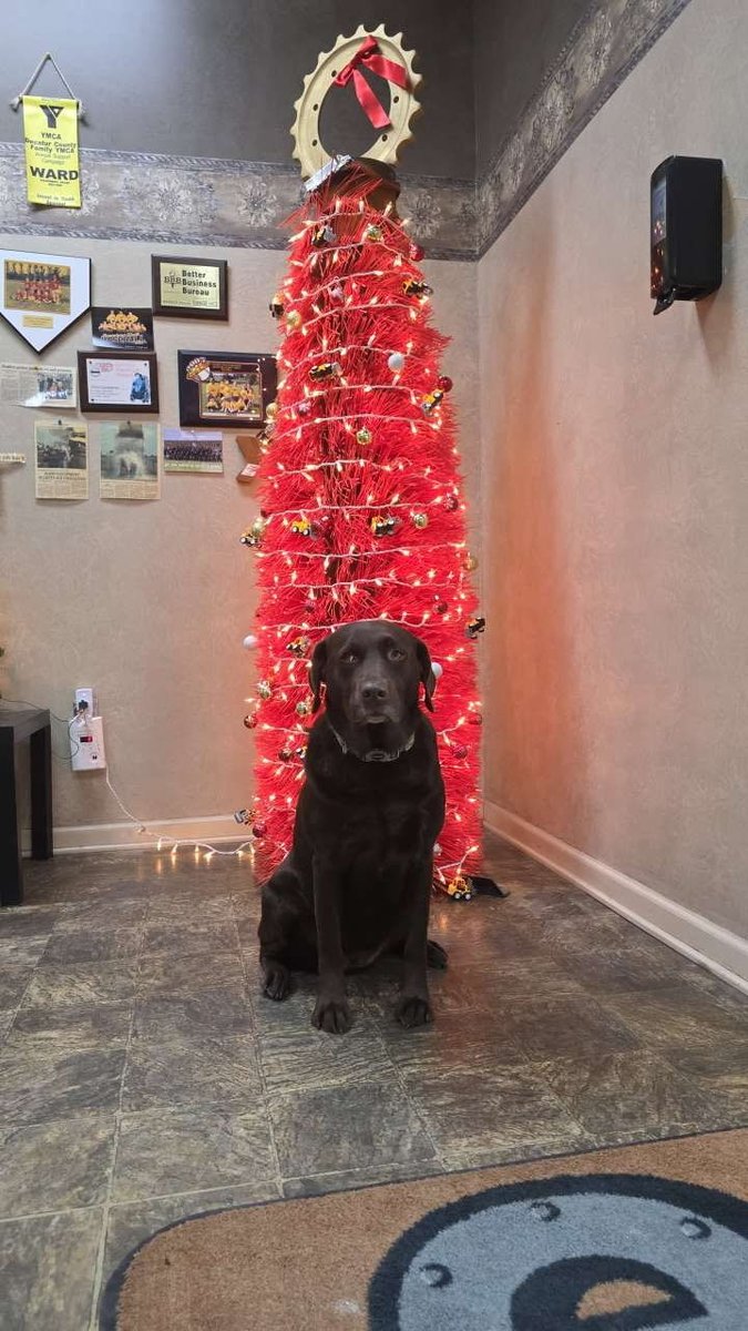 ProwlerTracks's tweet photo. The legendary Power Broom Christmas Tree is back! 🎄

A rental broom came home worn into this exact shape, someone said “looks like a Christmas tree,” and the rest was history.
Topped it with an excavator sprocket star — Ellie the shop dog approves! 🐶⭐ https://t.co/oKFOBaXPAt