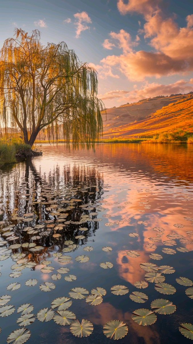 naturebeautyh's tweet image. Golden Hour Tranquility