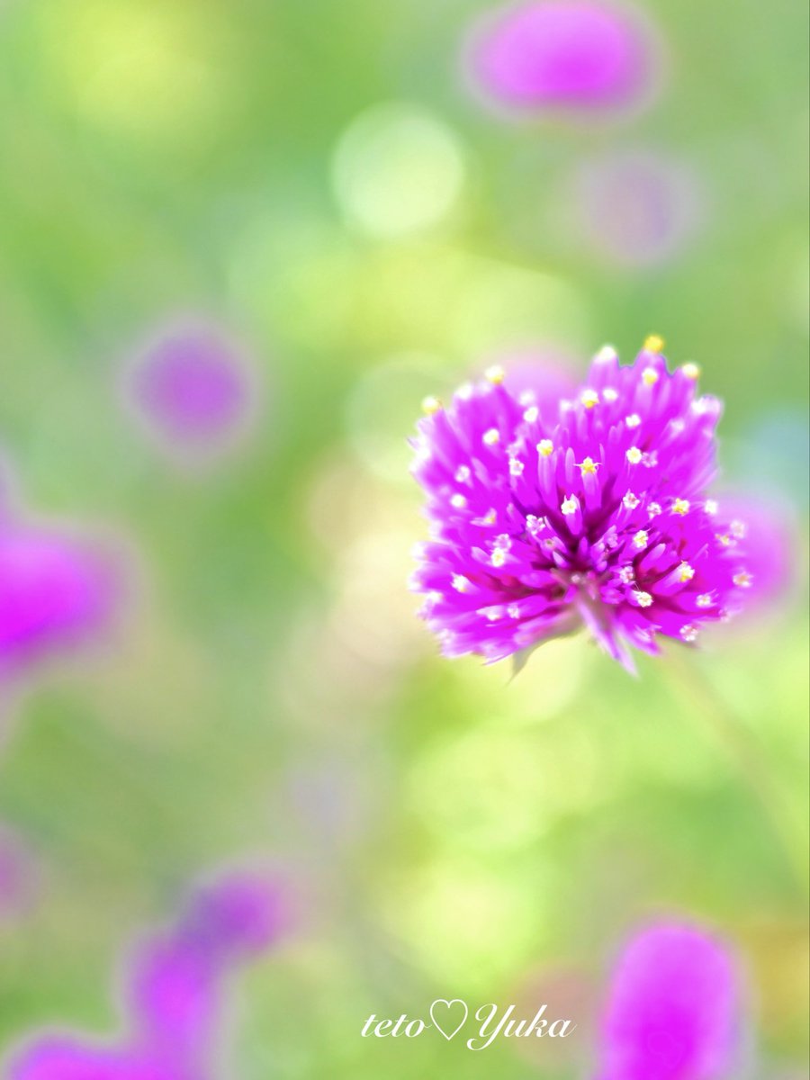 ・
テトの花便り〜

晩秋の千日紅〜撮り納め📸
優しいマゼンダ色

今年も(*ˊᵕˋo嬉o ｱﾘｶﾞﾄ〜
また来年も逢えますように

#千日紅 
#NaturePhotography