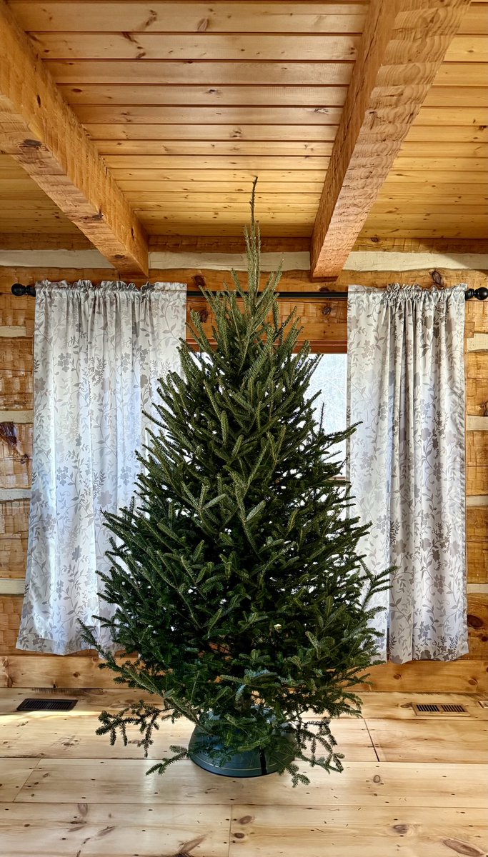 Found our tree for this year, let it warm up and I’ll get it sitting the way I like it then tomorrow start decorating