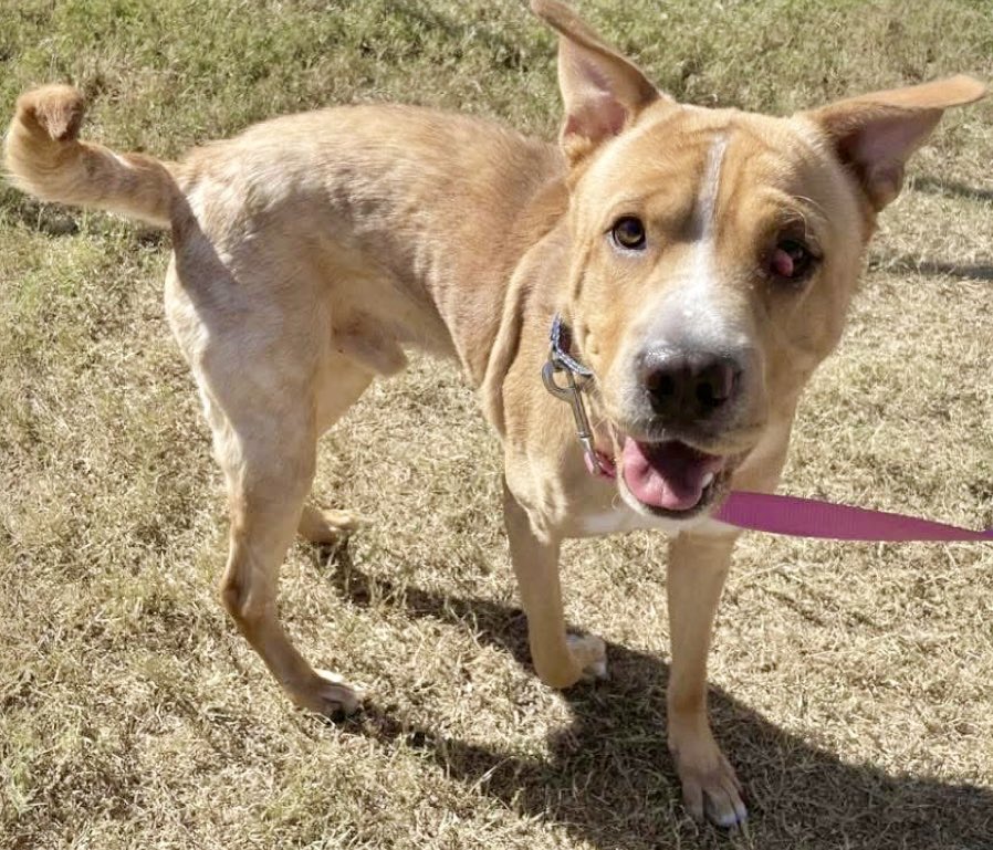 I'm CONVINCED that BRADLEY #A384787 came to this world 🌍 on the WINGS 🪽 🪽 of an angel! 

Now this angel suffers! 

This sweet boy just keeps on trying &amp; giving.  He's ONLY 1️⃣ year old! 

He offers you his PRISTINE innocence, his precious little heart 💜. 
So LITTLE support for