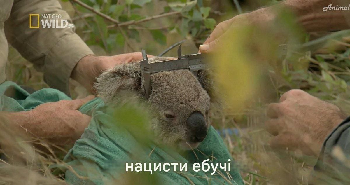 Ukrostap's tweet photo. Побачив у фб в Кумара і не можу перестати сміятися. https://t.co/uBCoo4MyOM