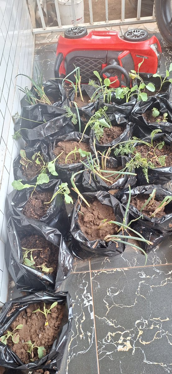 GCWR_Uganda's tweet image. Still on #ClimateChange workshop supported by @HRAPF; 
We were taken through practical steps in setting up urban farms from establishing nursery beds to creating productive gardens in limited spaces.
 #UrbanFarming #CommunityResilience #ClimateAdaption #FoodSecurity #RellaWomen