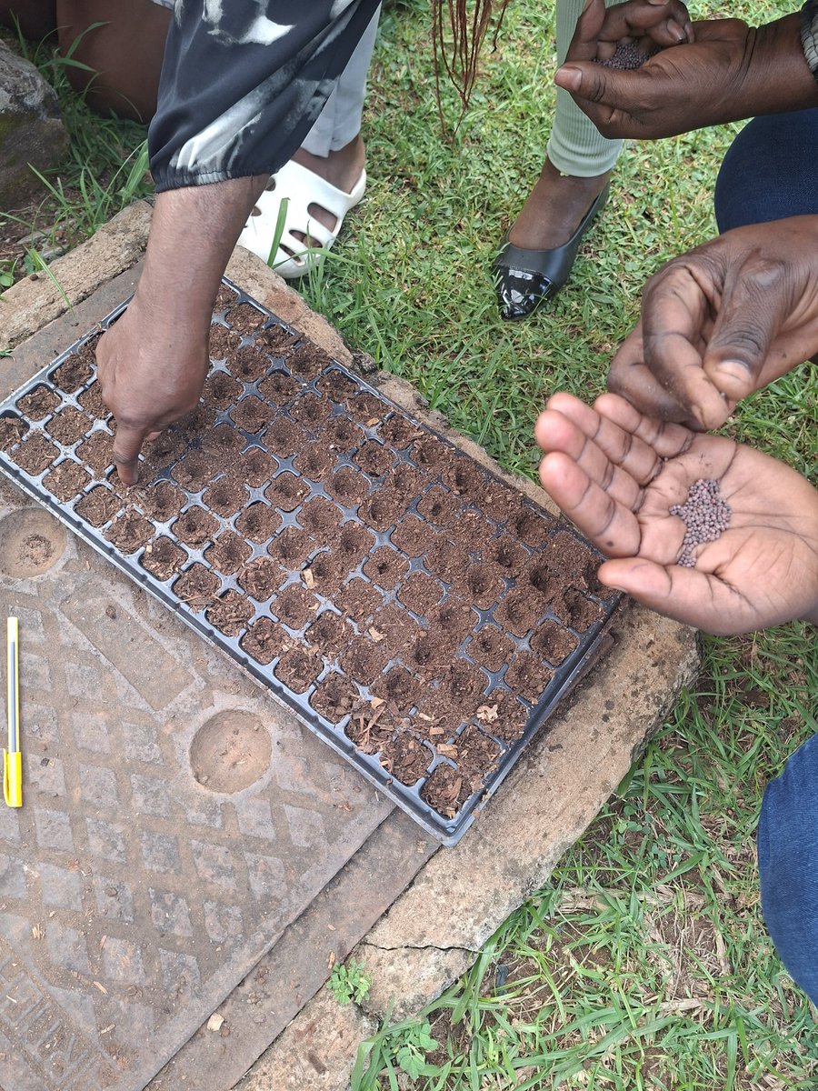 GCWR_Uganda's tweet image. Still on #ClimateChange workshop supported by @HRAPF; 
We were taken through practical steps in setting up urban farms from establishing nursery beds to creating productive gardens in limited spaces.
 #UrbanFarming #CommunityResilience #ClimateAdaption #FoodSecurity #RellaWomen