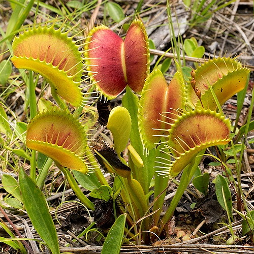 KnowledgeZoneIn's tweet image. #QuizOfTheDay: #Carnivorous plants trap and consume insects and other arthropods. 

Why do carnivorous plants need to capture prey?

A. To provide missing nutrients
B. To continue growing
C. To reproduce
D. To maintain energy

knowledgezone.co.in/resources/quiz…