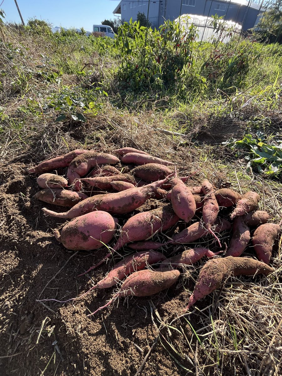 たまには畑の絵を載せてみる