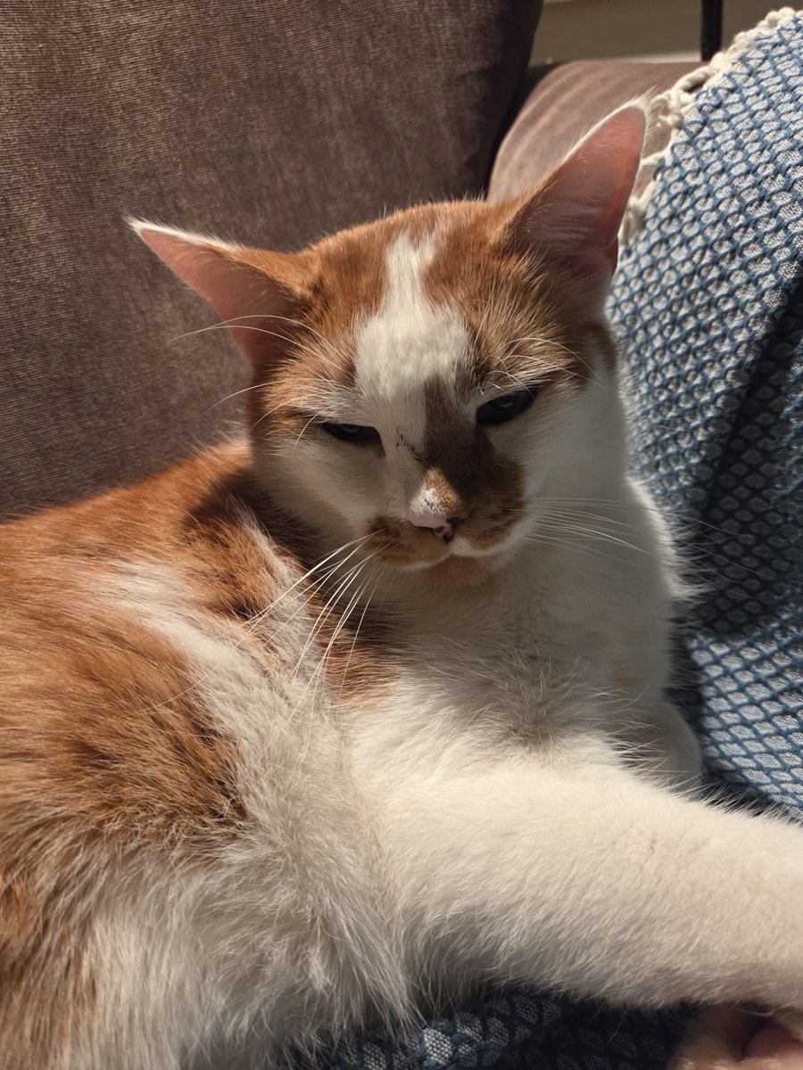 Toby the Cat (@hbo31837745) on Twitter photo 