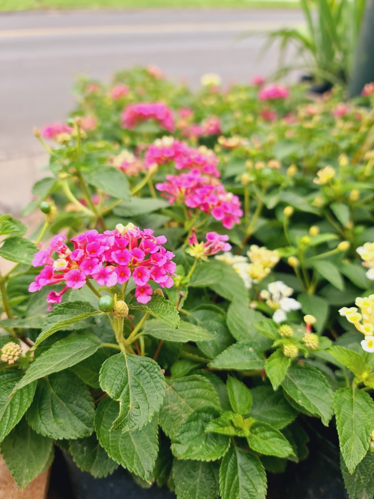 Jιɱҽɳα  tweet media