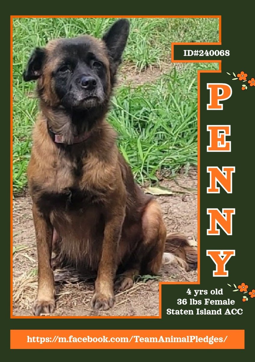 tomsland_'s tweet image. New Intake in Staten Island ACC: 4 yr old Penny&apos;s beauty is stronger than the cruelty of the fool who cropped her ear.
She needs a fresh start now!
With love, patience &amp;amp; daily physical activity she will be a magnificent companion.
nycacc.app/#/browse/240068
#Adopt #Foster #Pledge