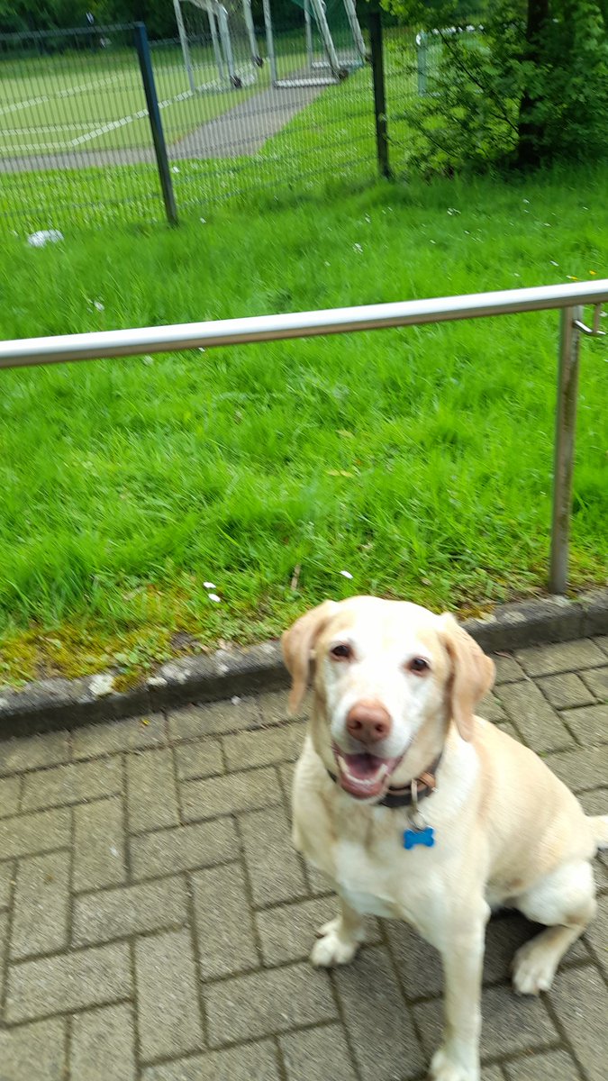 Barny hat Geburtstag ...10 Jahre alt. Nach einem langen Spaziergang gab es Leberwurst Brot und andere Leckerchen 🐕‍🦺