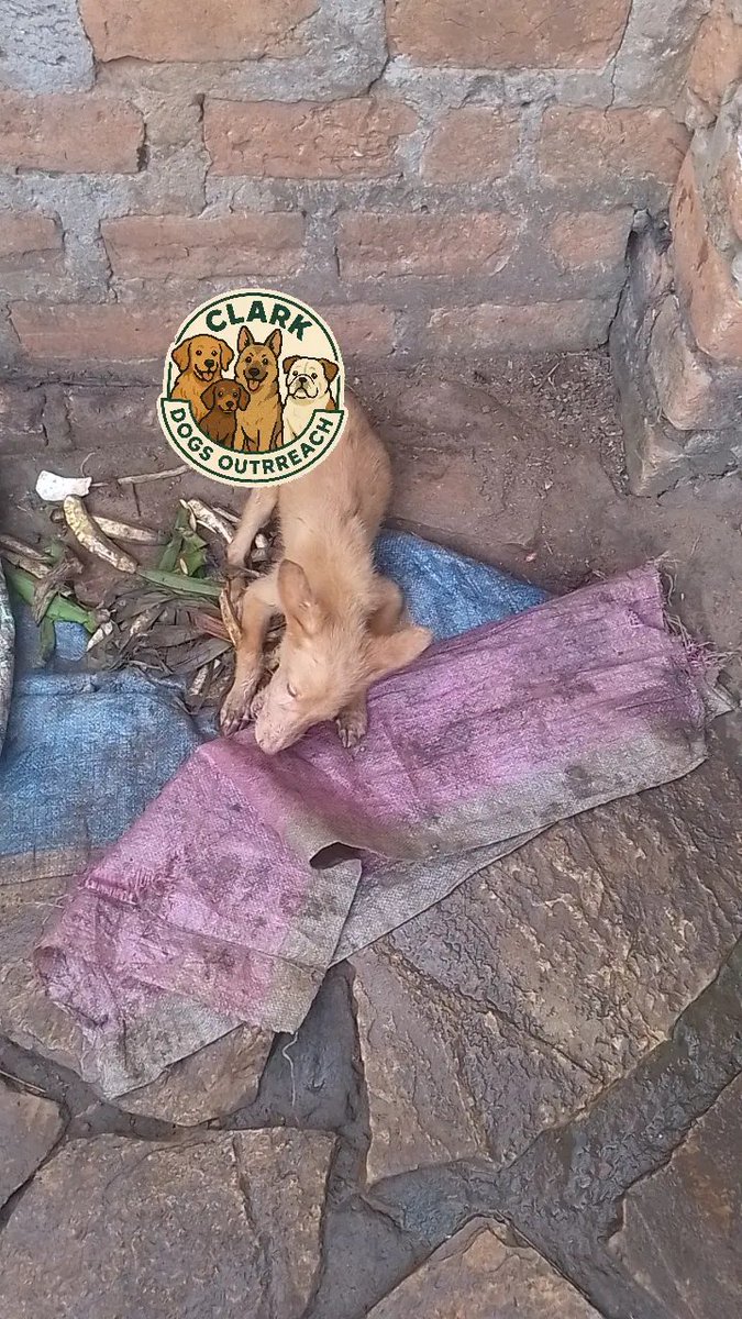 clark_rescue's tweet image. Share if you care❤️ #EatingRight #viralvideo #helpfulcontentupdate