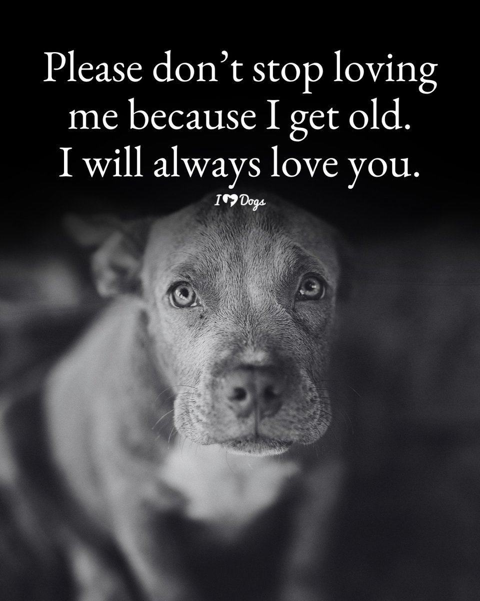 Dog Lovers (@doglovers03) on Twitter photo 