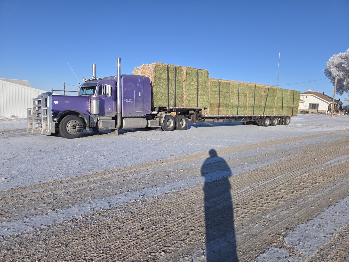 HortJared's tweet image. Nice 3rd cutting alfalfa loaded up on its way to Colorado.