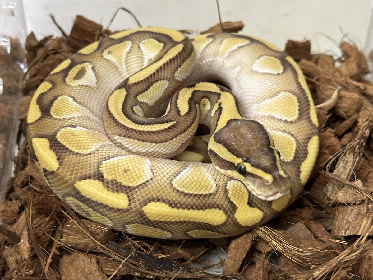 RAIKA_BP_JP's tweet image. 今日から12月🦌🛷🎅🎄❅*॰♬**.❅·
#ballpython
#ボールパイソン